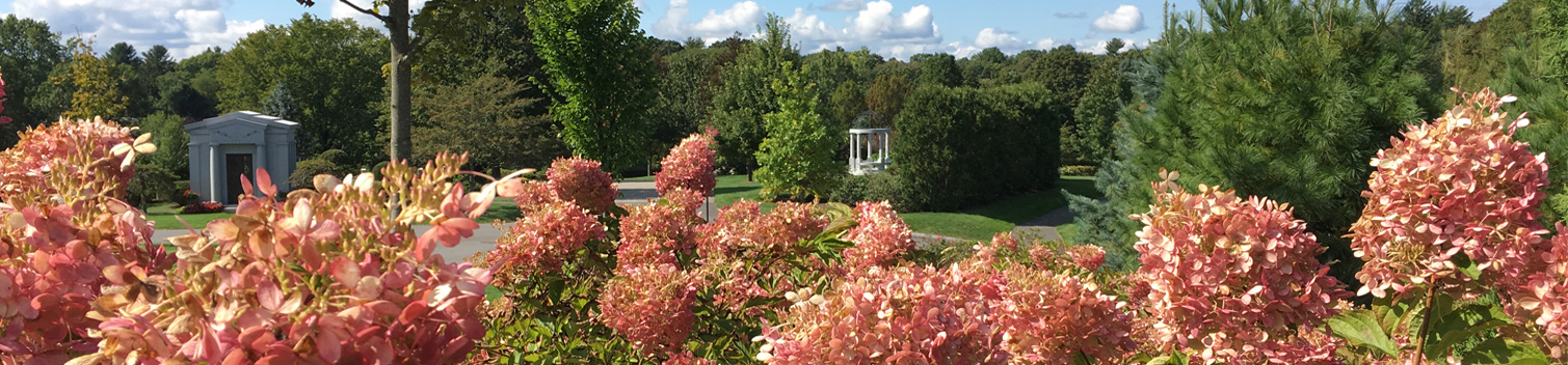 Limelight Hydrangeas at Newton Cemetery
