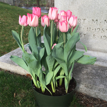 Newton Cemetery Easter Tulips