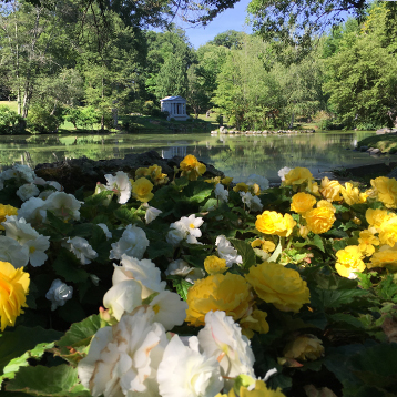Begonias at 1st Pond at Newton Cemetery