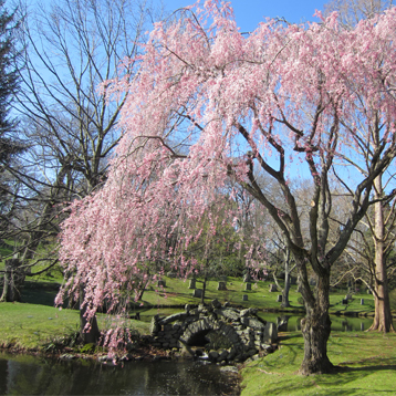 Friends of Newton Cemetery Annual Fund