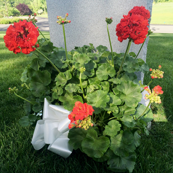 Newton Cemetery Father's Day Geranium