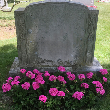 Newton Cemetery Geranium