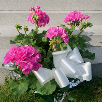Mother's Day Geraniums