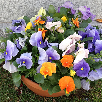 Newton Cemetery Easter Pansies