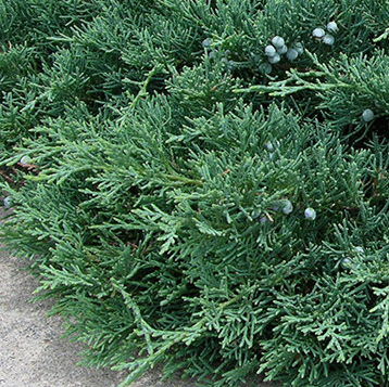 Newton Cemetery Ground Cover Juniper
