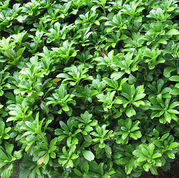Newton Cemetery Pachysandra Ground Cover