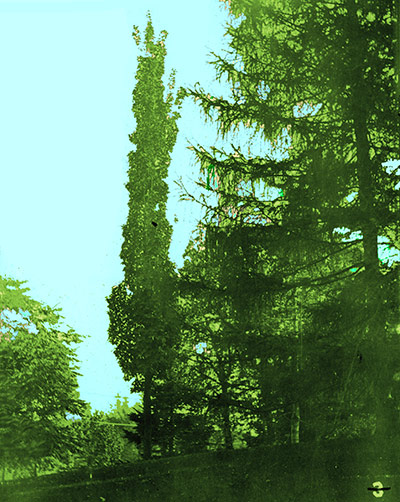 Newton Sentry Sugar Maple at Newton Cemetery