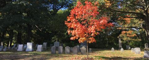 Sponsor a Tree at Newton Cemetery Sponsor a Tree at Newton Cemetery